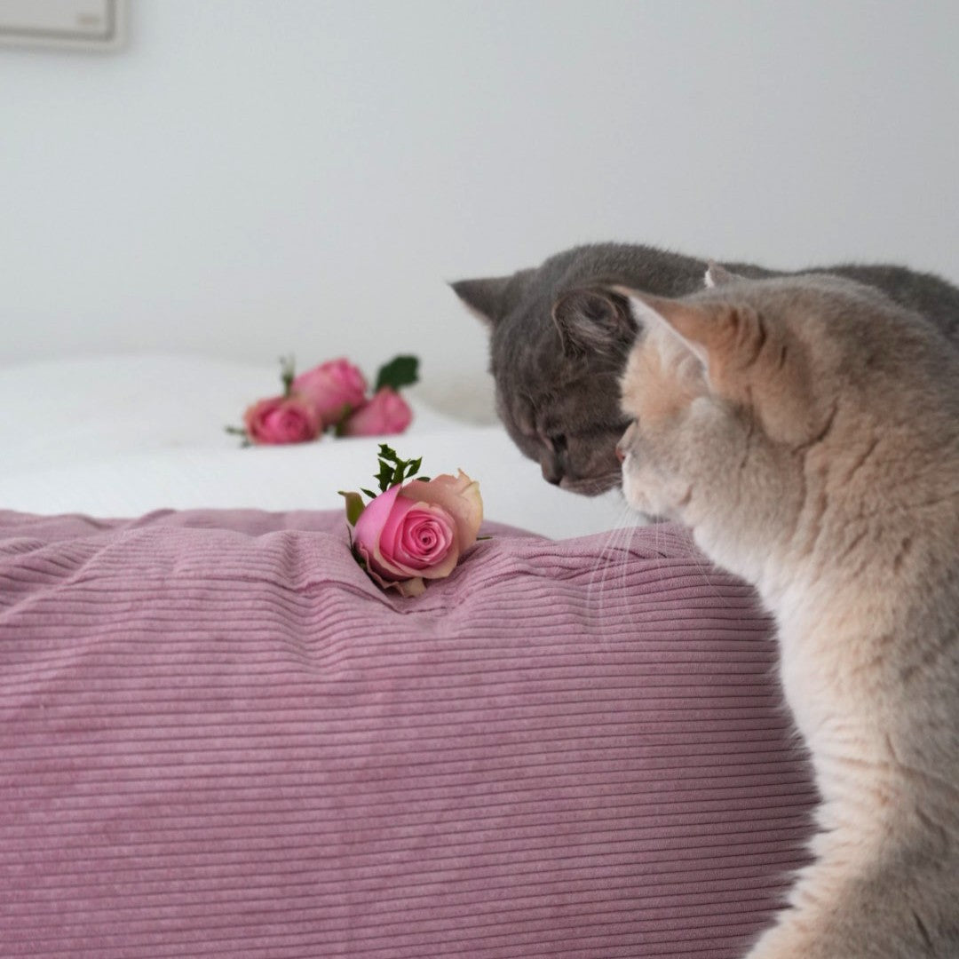 Liebe geht durch die Pfoten: So machst du den Valentinstag auch für deine Katze besonders!