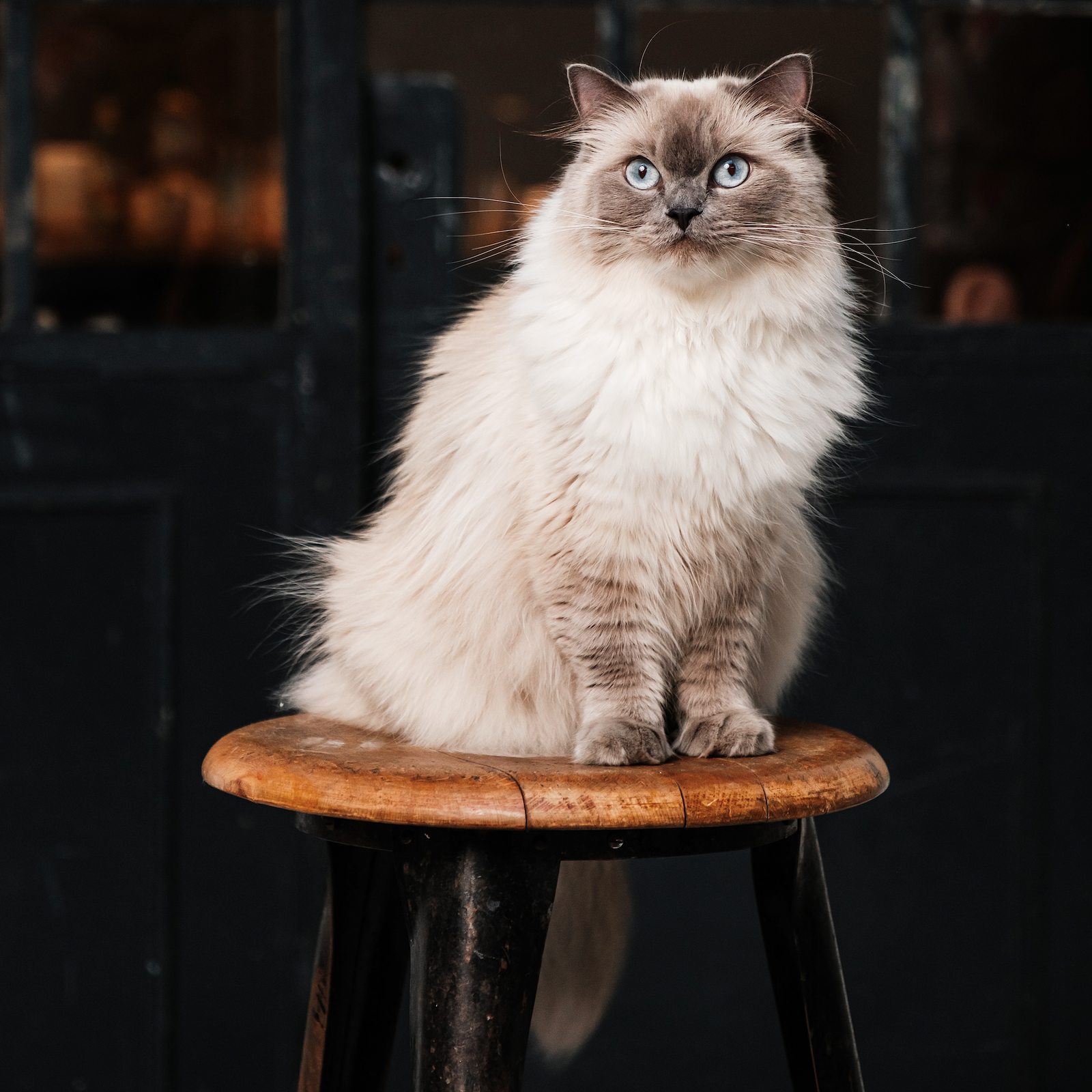 Wie viele Leben haben Katzen?