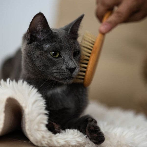 Cat Wellness - Fellpflege für Samtpfoten