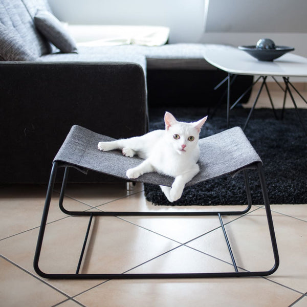 Warum du dich für eine Katze entscheiden solltest?