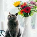 Katzenfreundliche Frühlingsblumen: Pflanzen, die sicher für deine Katze sind