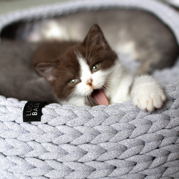 Von der Geburt bis zum Erwachsenenalter: Die spannende Entwicklung von Kätzchen