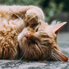 Simba bleibt König: Die beliebtesten Katzennamen 2025