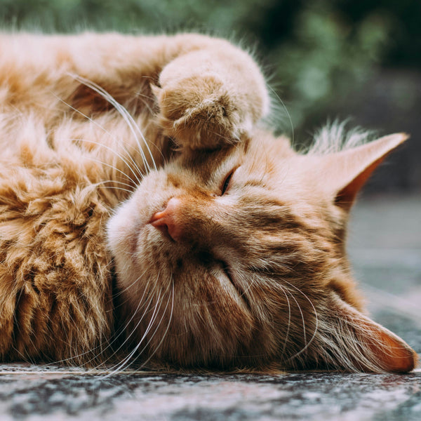 Alles, was du über Katzennamen wissen musst