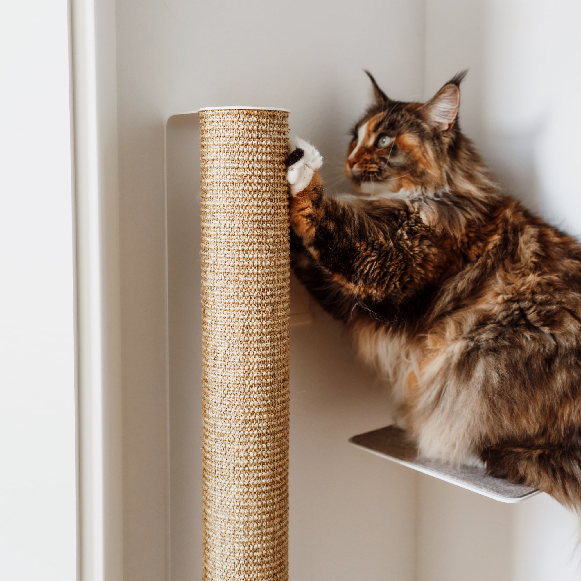 Katzen Kratzwnde - Wie man Kratzgewohnheiten in den Griff bekommt - LucyBalu Katzen Kratzwnde - Wie man Kratzgewohnheiten in den Griff bekommt - LucyBalu