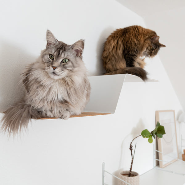 Premiers secours pour chats : Que faire en cas de blessures ?