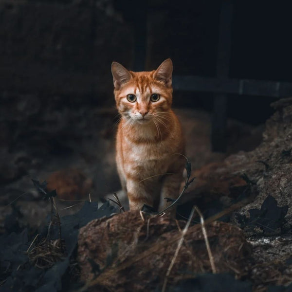 Lost - Wenn die Katze nicht mehr heim kommt