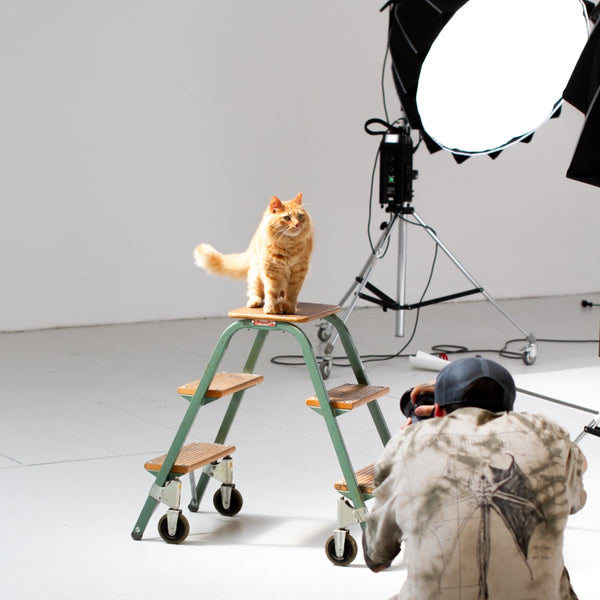 LucyBalus Catmodel Contest Teilnehmer 2023