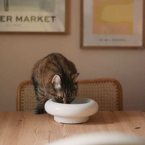 Les aliments toxiques à ne surtout pas donner aux chats