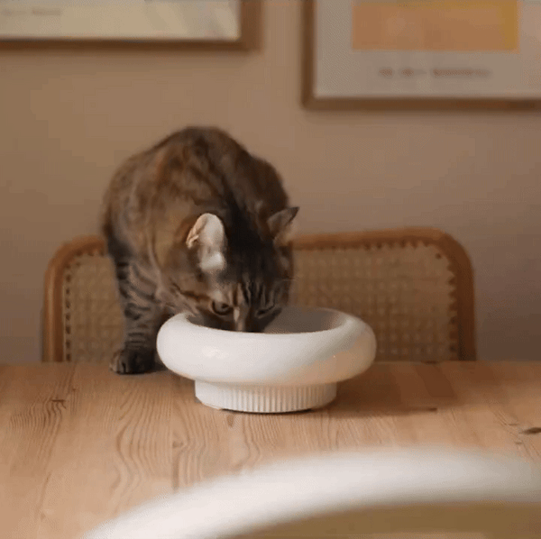 Schädliche Lebensmittel für Katzen: Was sie auf keinen Fall fressen dürfen