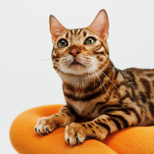 Catmodel Gewinner 2025 - Aug 2025