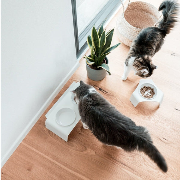 Artgerechte Katzenhaltung - das darf bei dir zu Hause nicht fehlen