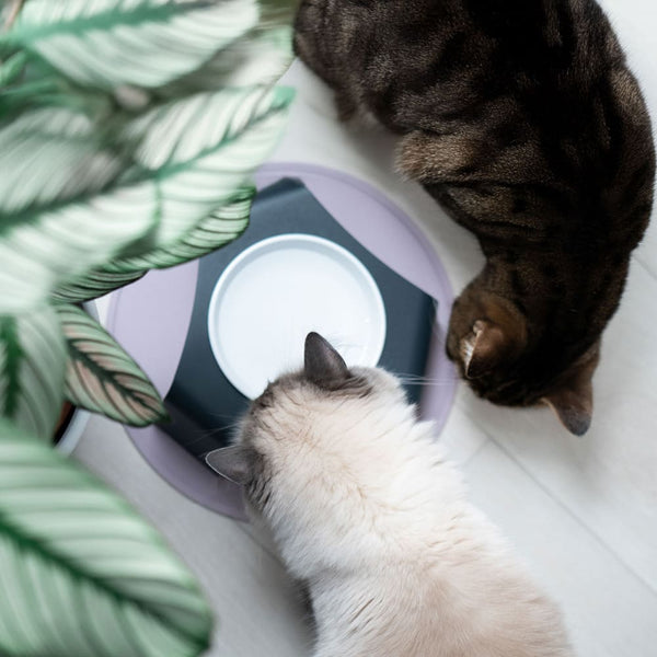 Artgerechte Katzenhaltung - das darf bei dir zu Hause nicht fehlen