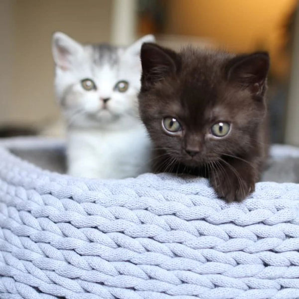 Aus eins mach zwei – wie das Zusammenführen von Katzen klappt