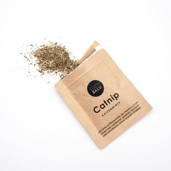 Katzen und Katzenminze – eine große Liebe