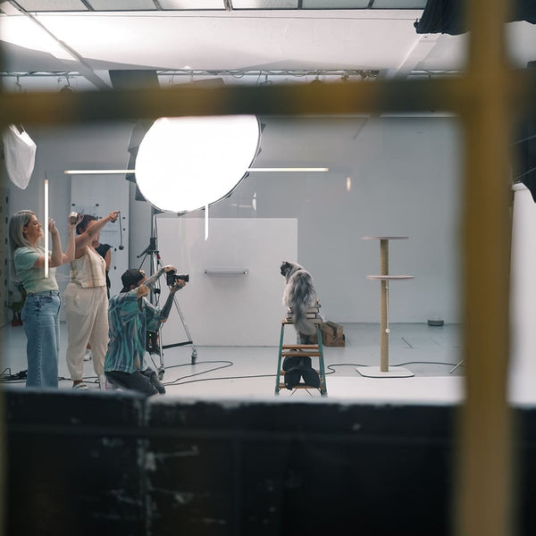 LucyBalu Catmodel 2024 - von der Straßenkatze zum Coverstar