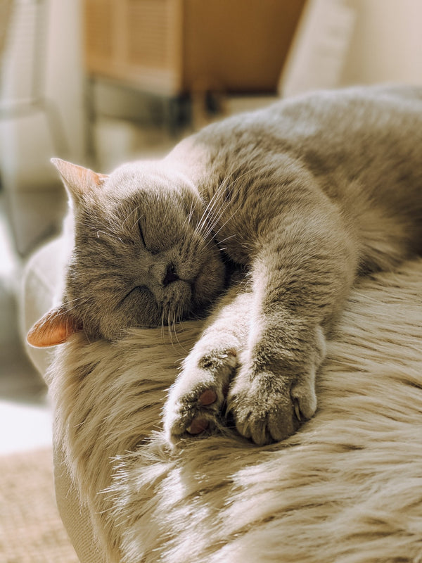 Die Hitzewelle kommt – wie wir unsere Katzen durch die heißesten Tage bringen