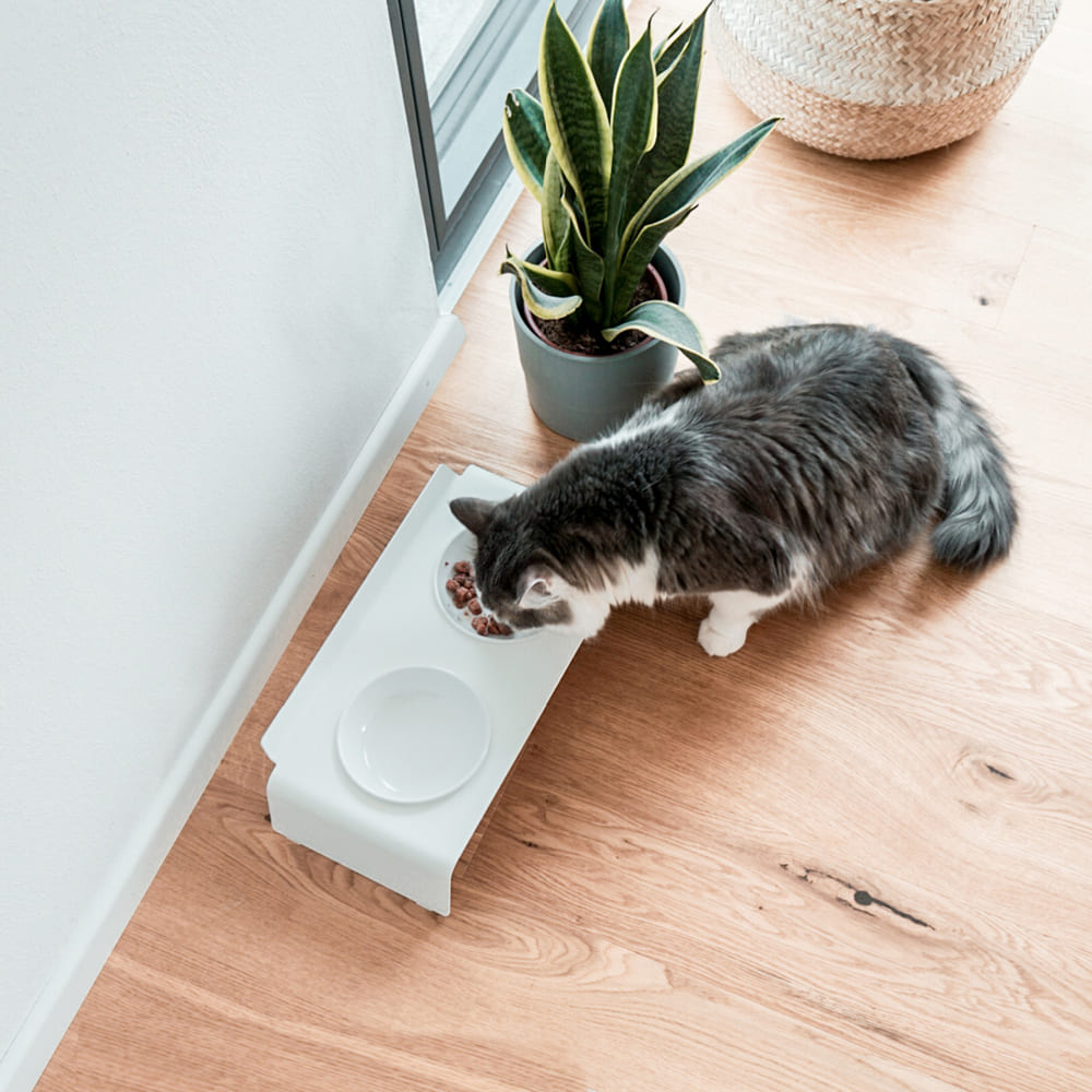 Dinner with Style: Die DINE Futterstation für Katzen