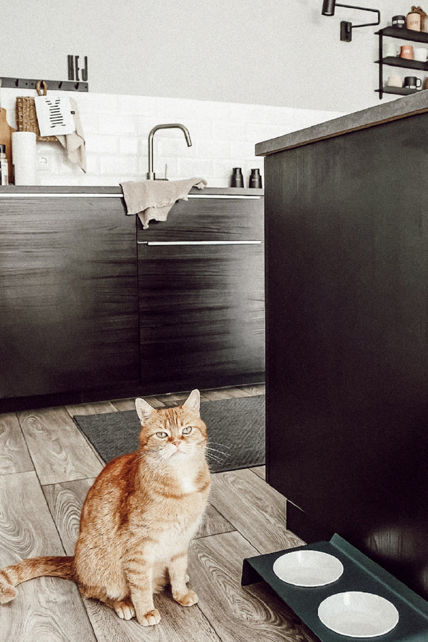 Drinking Problem: Hilfe, meine Katze trinkt nichts