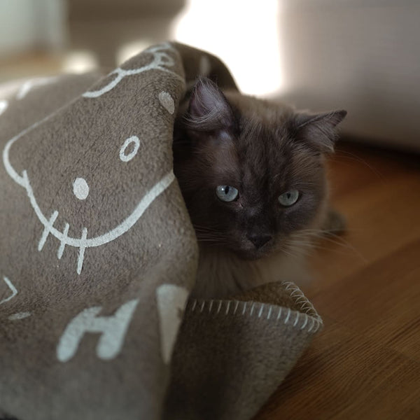 Erste Hilfe bei Katzen: Was tun bei kleinen Verletzungen?