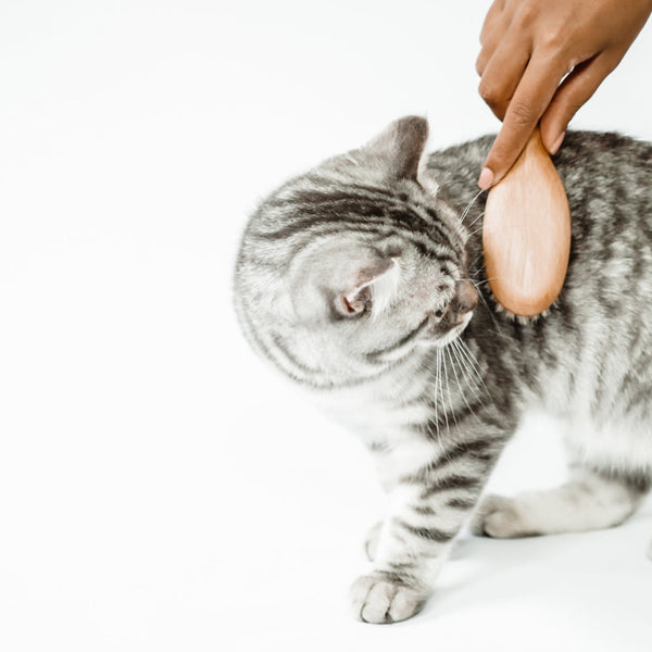 Warum Katzenbürsten ein Muss sind und wie du das Haaren in den Griff bekommst