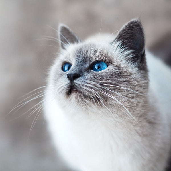 My first cat: Rassekatze oder Bauernhof-Katze?