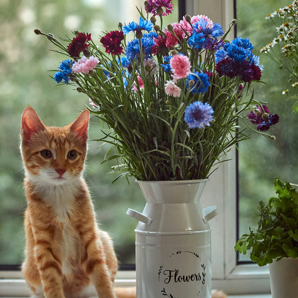 Katzenfreundliche Frühlingsblumen: Pflanzen, die sicher für deine Katze sind