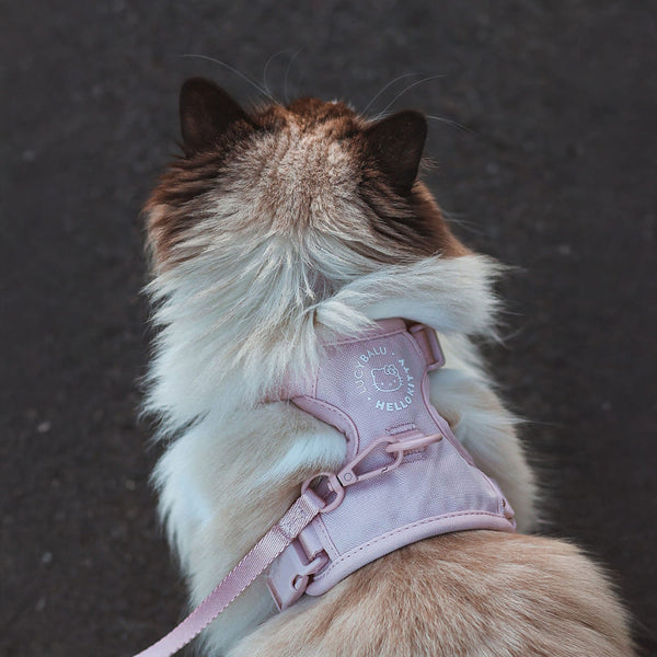 Going for a walk with a cat? Yes – but please cat-appropriate