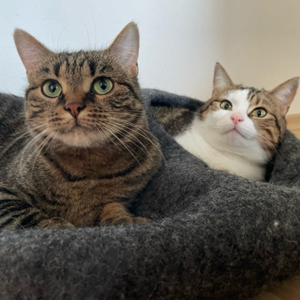 Helping stray cats: The important work of Katzenhilfe Gelderland