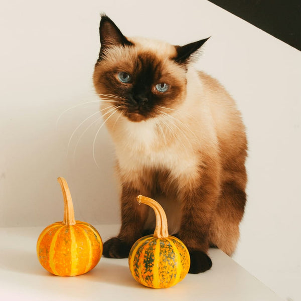 Halloween-Deko und Katzen: Alles was du wissen musst
