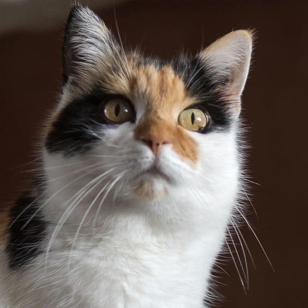 Hauskatze - Wie eine Katzenrasse die Welt erobert die keine ist