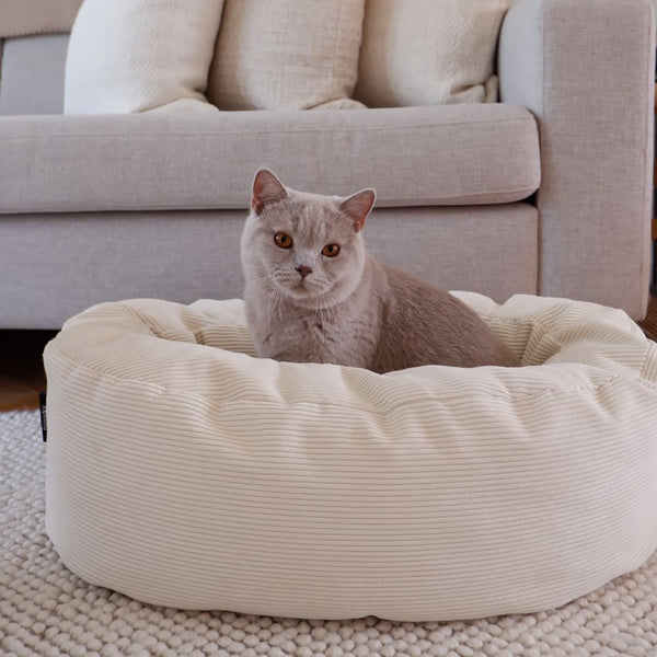 7 Tipps für die perfekte Herbstpflege deiner Katze