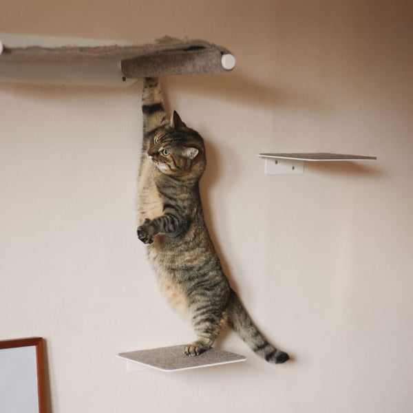 Hoch hinaus? Wie hoch Katzen springen – und sicher landen