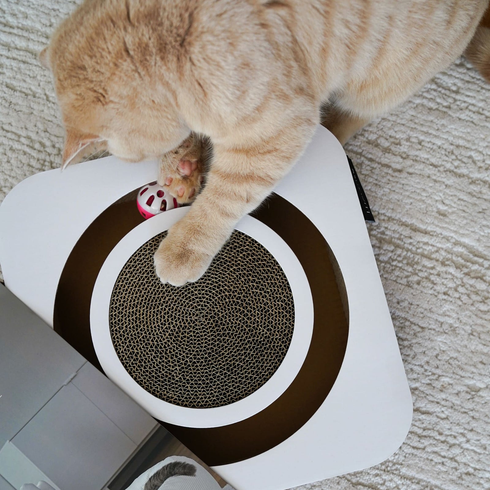 Katzenerziehung ohne Strafe – so geht’s liebevoll und wirksam