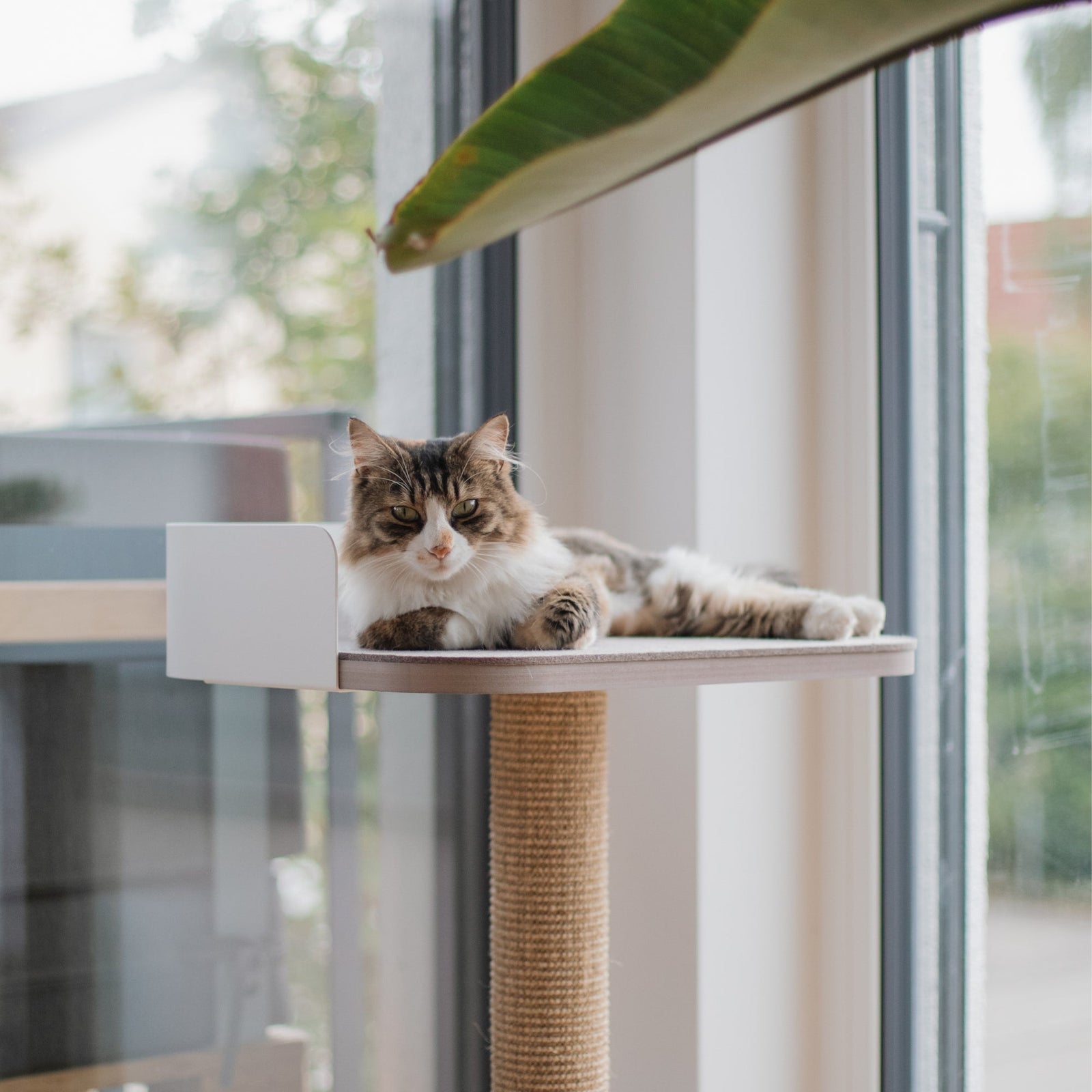 Katzen allein zu Hause – Wie lange ist okay?