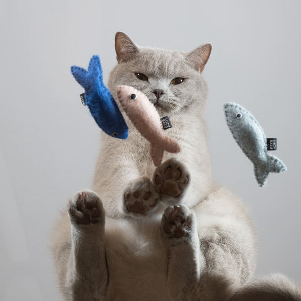 Alles, was du über die richtige Katzenausstattung wissen musst