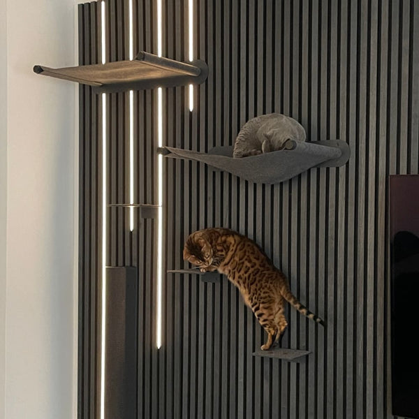 Katzenfitness: So hältst du deine Katze fit und aktiv