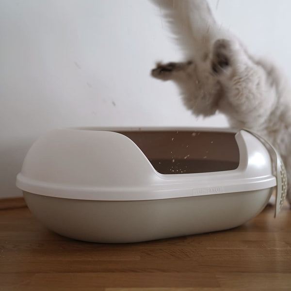 Alles, was du über das Katzenklo-Training wissen musst