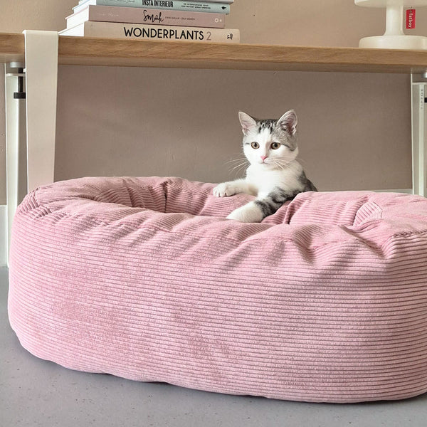 Süße Katzennamen für deine Katze - Hello Kitty Edition