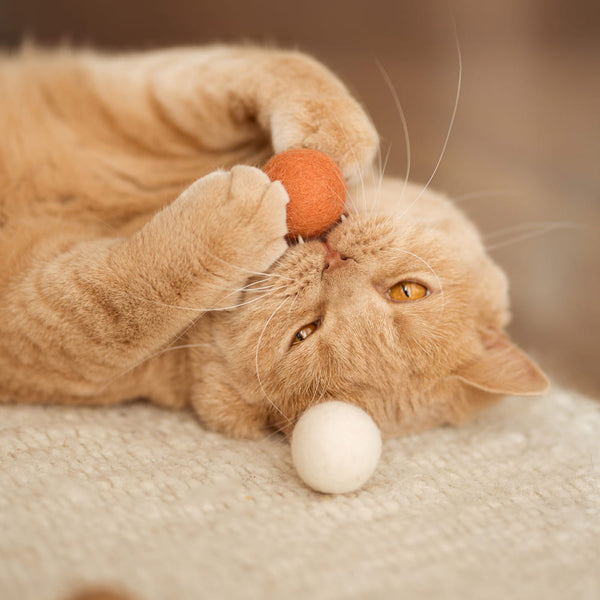 Katzennamen: Inspiration und Tipps für den perfekten Namen