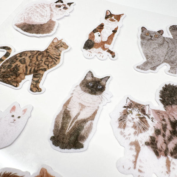 Die 10 Beliebtesten Katzenrassen