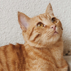 Warum fressen Katzen Katzenstreu?