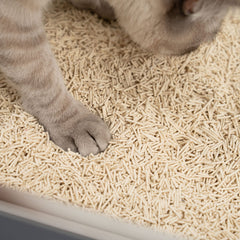Großes Kratzbett Für Katzen – 70 Cm Kratzsofa Aus Karton, Mit Katzenminze, Schlafplatz & Spielzeug