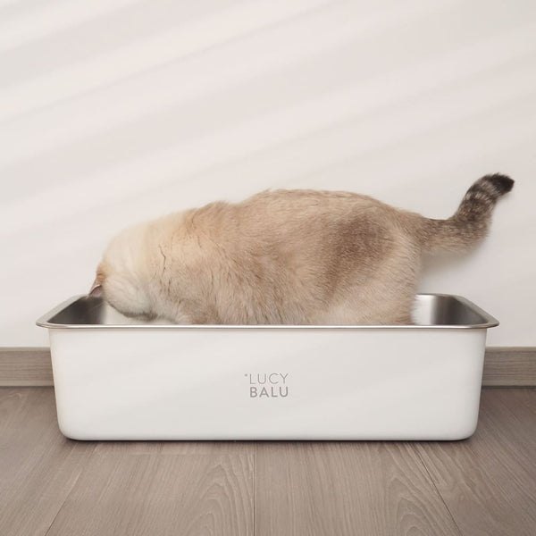 Die häufigsten Fehler bei der Katzentoilette: So machst du es richtig