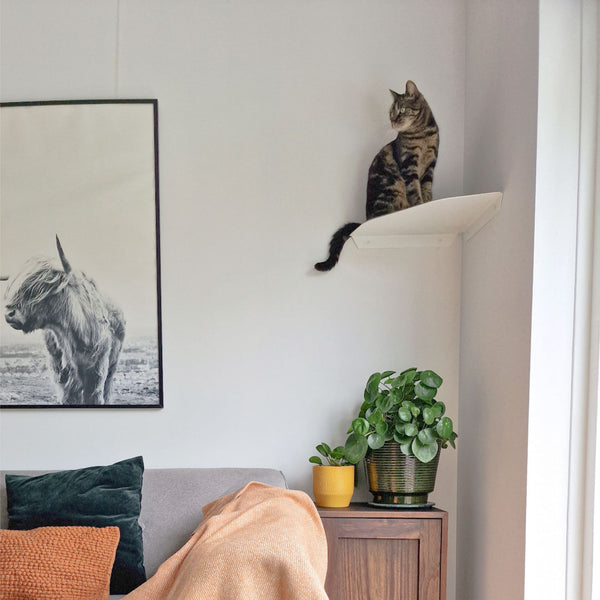 Drinnen gemütlich machen: So stylst du deine Cat Wall