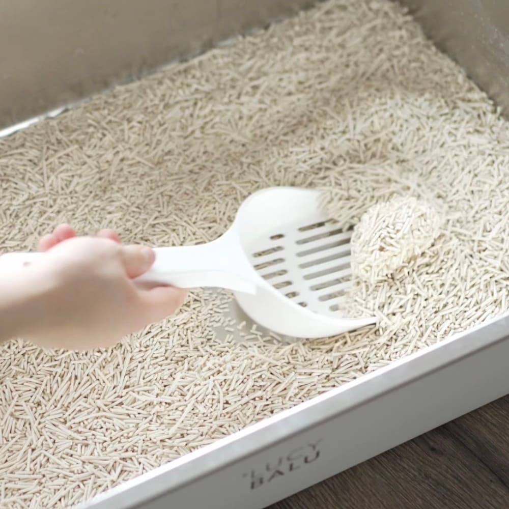 Klo-Alarm? So oft solltest du Katzenstreu wirklich wechseln