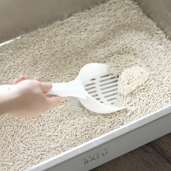 Klo-Alarm? So oft solltest du Katzenstreu wirklich wechseln