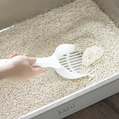 Klo-Alarm? So oft solltest du Katzenstreu wirklich wechseln