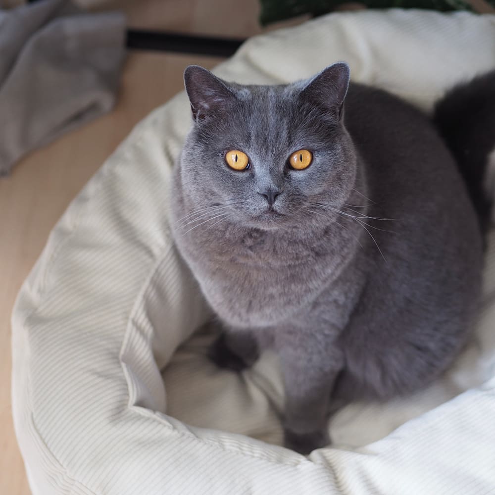 Leinen los fürs Nickerchen: Das DINGHY Katzenbett