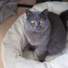 Cast Off for Naptime: The DINGHY Cat Bed